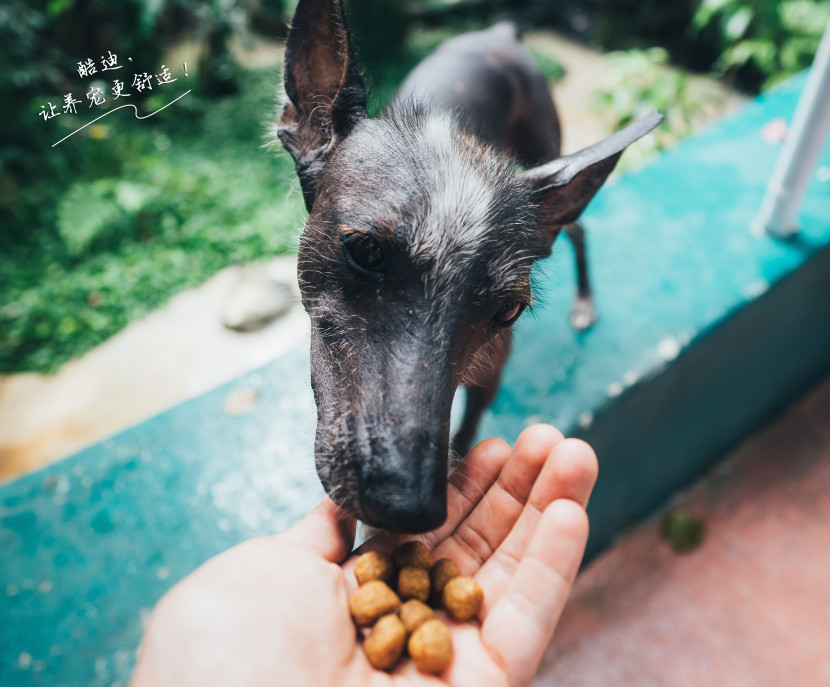 狗狗 酷迪